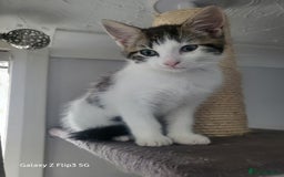 Domestic Shorthair cats for sale: Female tabbies  - Image 2