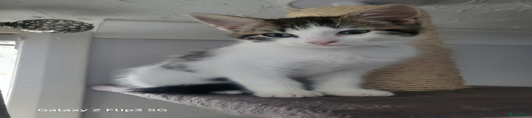 Domestic Shorthair Kitten 2