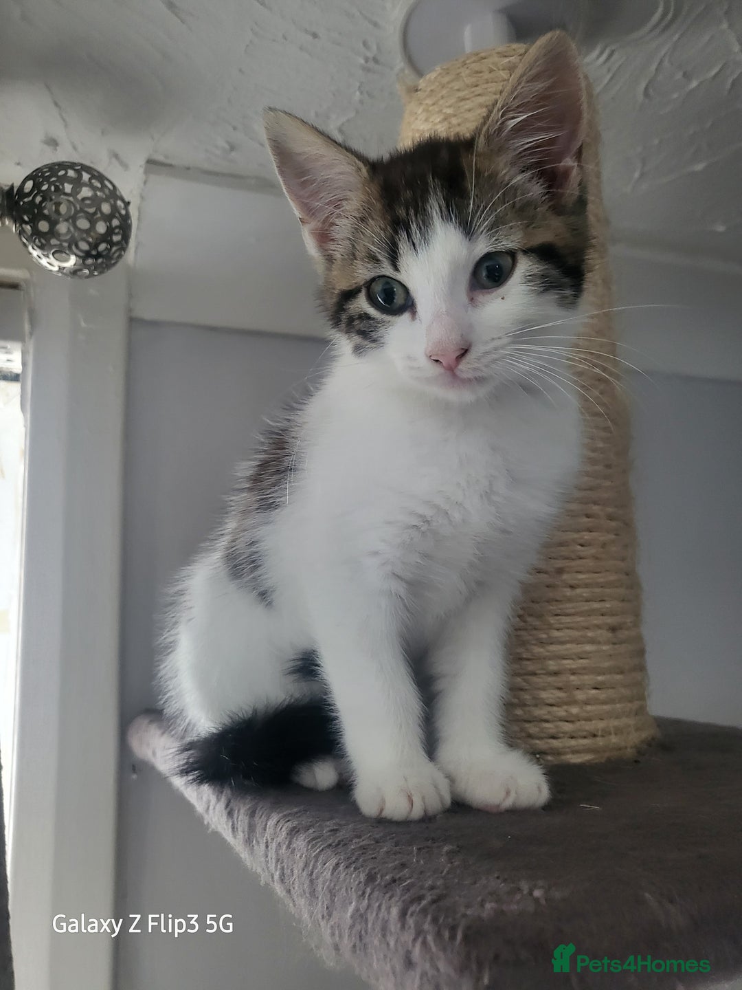 Domestic Shorthair cats for sale: Female tabbies  - Image 2