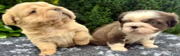 French Bulldog dogs for sale:  **  fluffy French bulldog pups - Advert 14