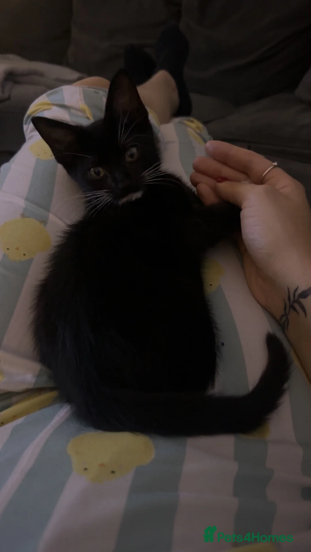 Domestic Shorthair cats for sale: Black and white kitten  - Advert 1