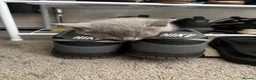 British Shorthair cats for sale: Half Bsh absolutely beautiful kittens - Advert 4