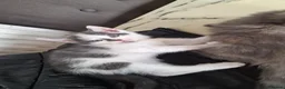 Bengal cats for sale: Beautiful kittens for sale - Advert 11
