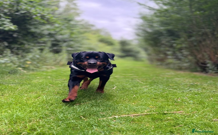 Rottweiler dogs in Crewe - Advert 16