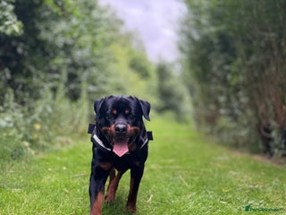 Rottweiler dogs in Crewe - Advert 30