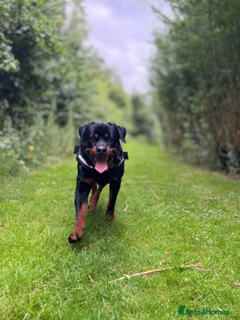 Rottweiler dogs in Crewe - Advert 1