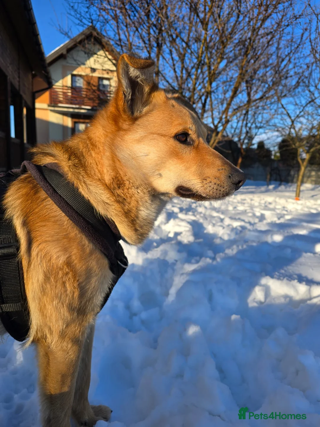 Mixed Breed dogs for adoption: 💙Yanik💙 1,5 yo low medium boy with an open heart - Advert 13