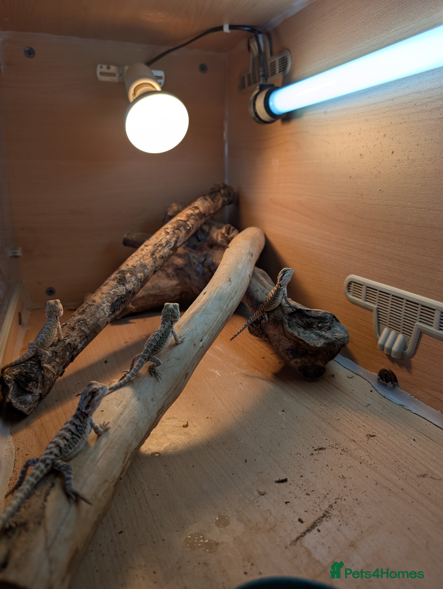 Bearded Dragon reptiles Baby Bearded Dragons  - Advert 8
