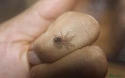Tarantulas invertebrates for sale: 2nd instar Grammosola pulchripes - Image 1