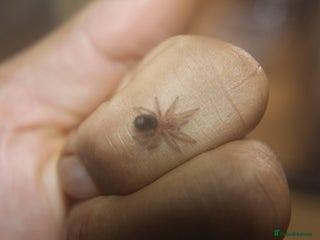 Tarantulas invertebrates - Advert 11