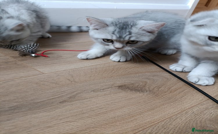 Scottish Fold cats - Advert 5