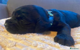 Cocker Spaniel dogs for sale: 10 Gorgeous KC Cocker Spaniel Puppies - Image 7