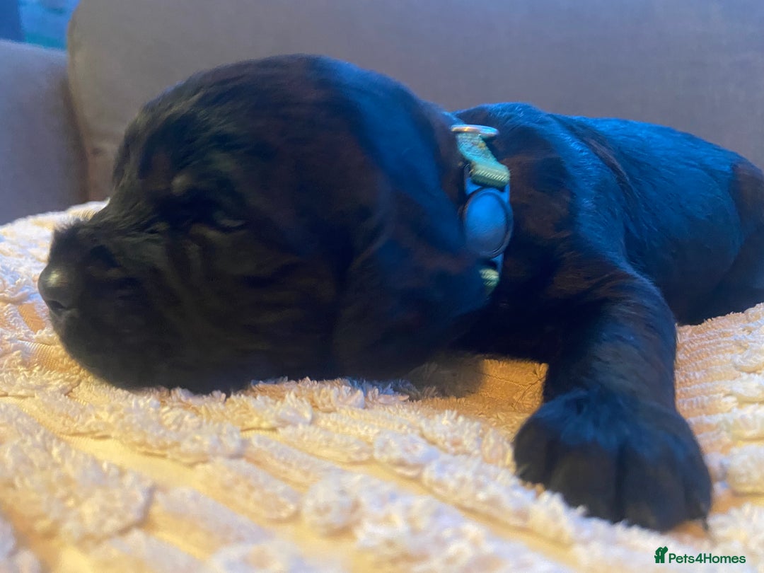 Cocker Spaniel dogs for sale: 10 Gorgeous KC Cocker Spaniel Puppies - Image 7