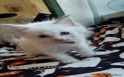 Ragdoll cats for sale: Ragdoll kittens  - Image 6