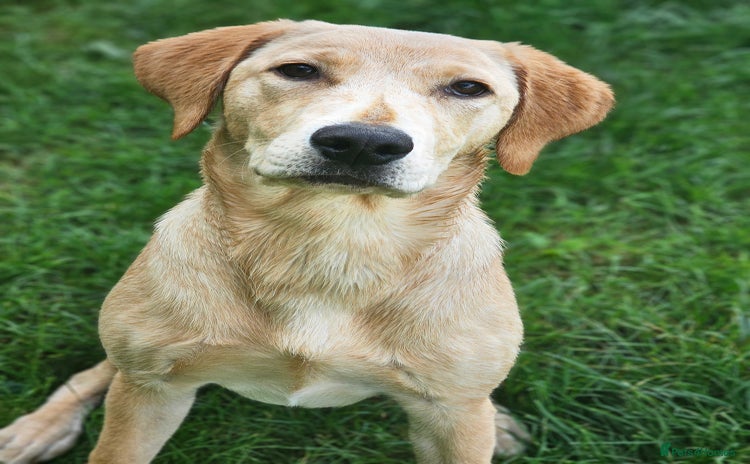 Labrador Retriever dogs - Advert 6
