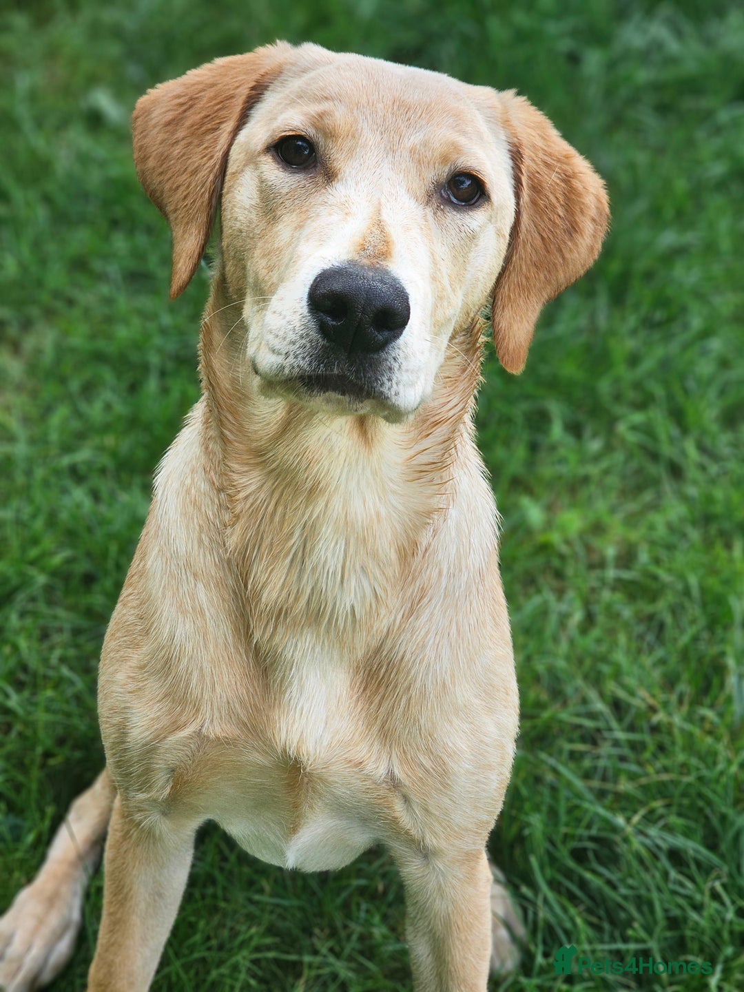 Labrador Retriever dogs for sale: 6 month old labrador bitch pup - Image 1
