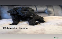 Labradoodle dogs for sale: HEALTH TESTED F1b Miniature labradoodle for SALE - Image 14