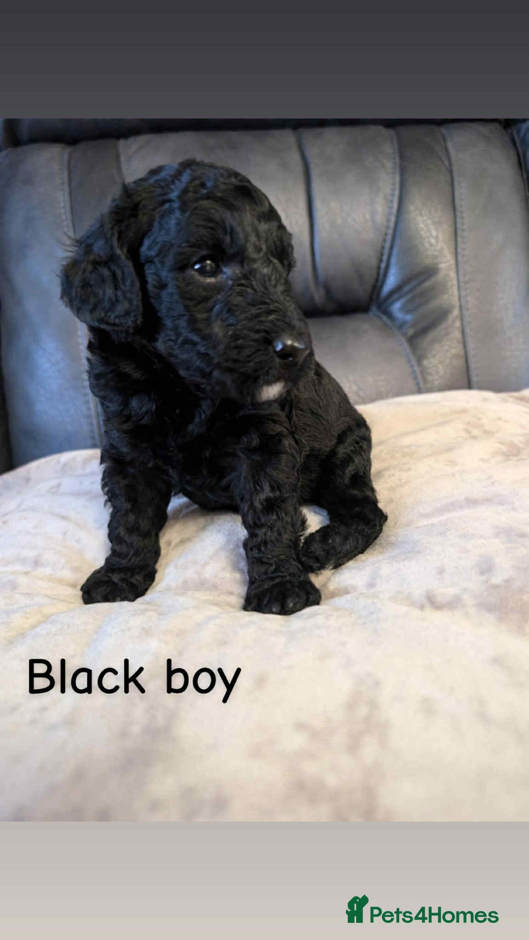 Labradoodle dogs for sale: HEALTH TESTED F1b Miniature labradoodle for SALE - Image 14