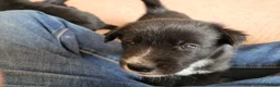 Mixed Breed dogs for sale: Husky Cross Puppies - Advert 21