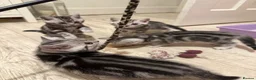 British Shorthair cats for sale: Silver tabby British shorthair Kittens  - Advert 7