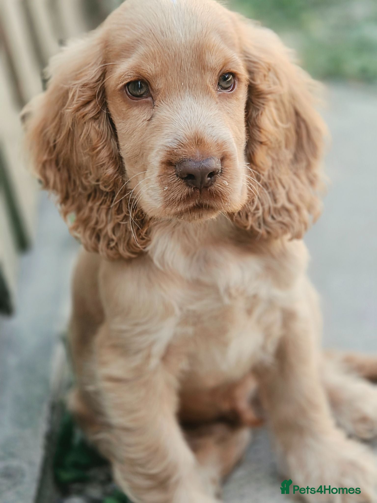 Cocker Spaniel dogs Last Show Kc Spaniel ready for his forever home - Advert 11