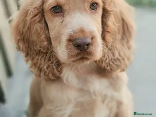 Cocker Spaniel dogs Last Show Kc Spaniel ready for his forever home - Advert 11