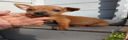 Border Terrier dogs for sale: 2 border terrier puppies for sale  - Advert 3