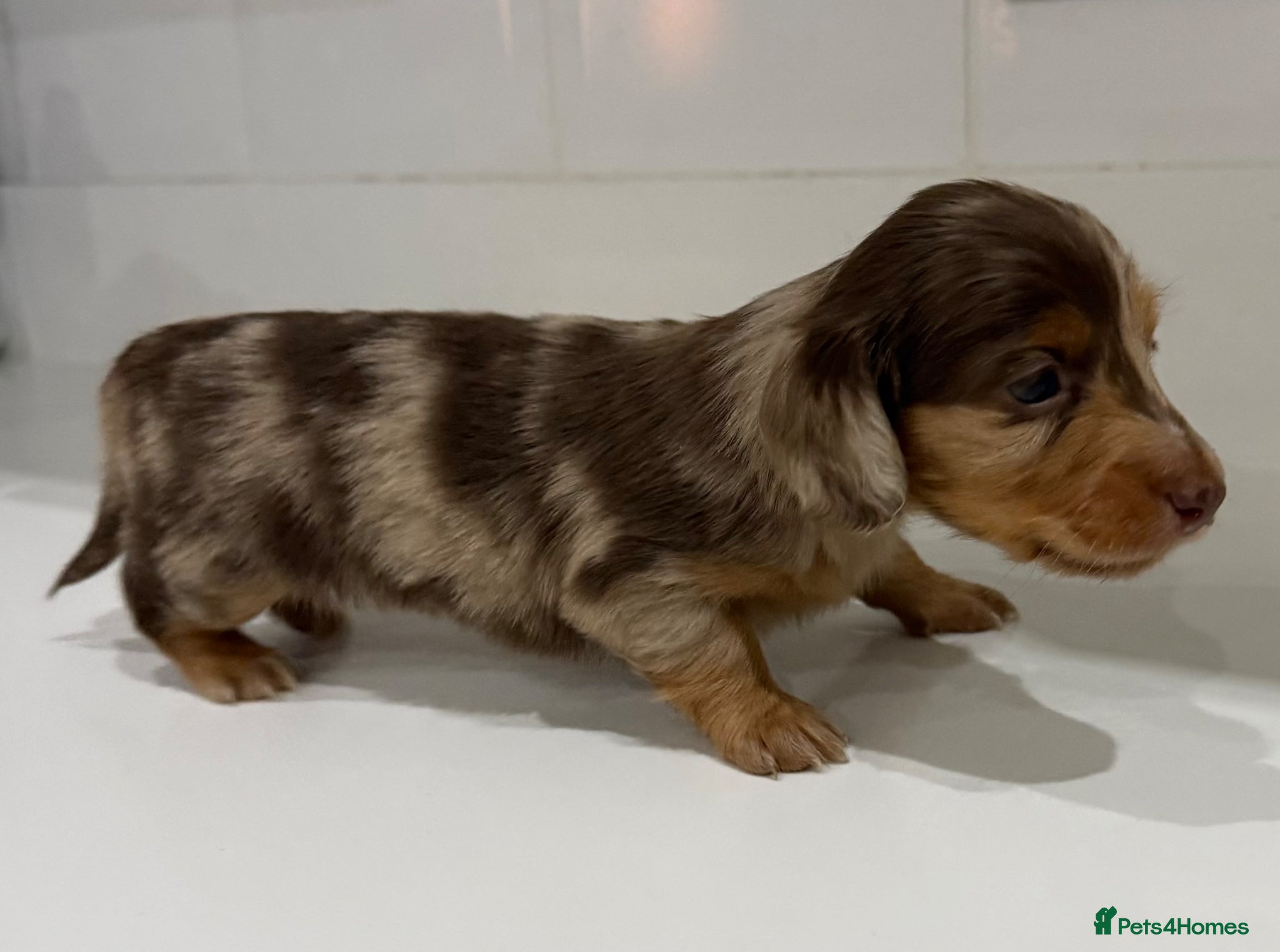 Miniature Dachshund dogs Beautiful Miniature dachshunds  - Advert 1