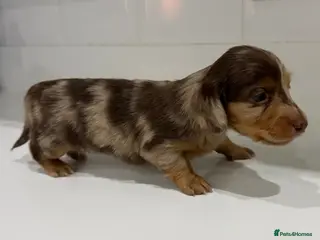 Miniature Dachshund dogs Beautiful Miniature dachshunds - Advert 1