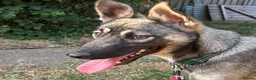 Mixed Breed dogs for adoption: Meet Skye☁️💕 in Bournemouth - Advert 1