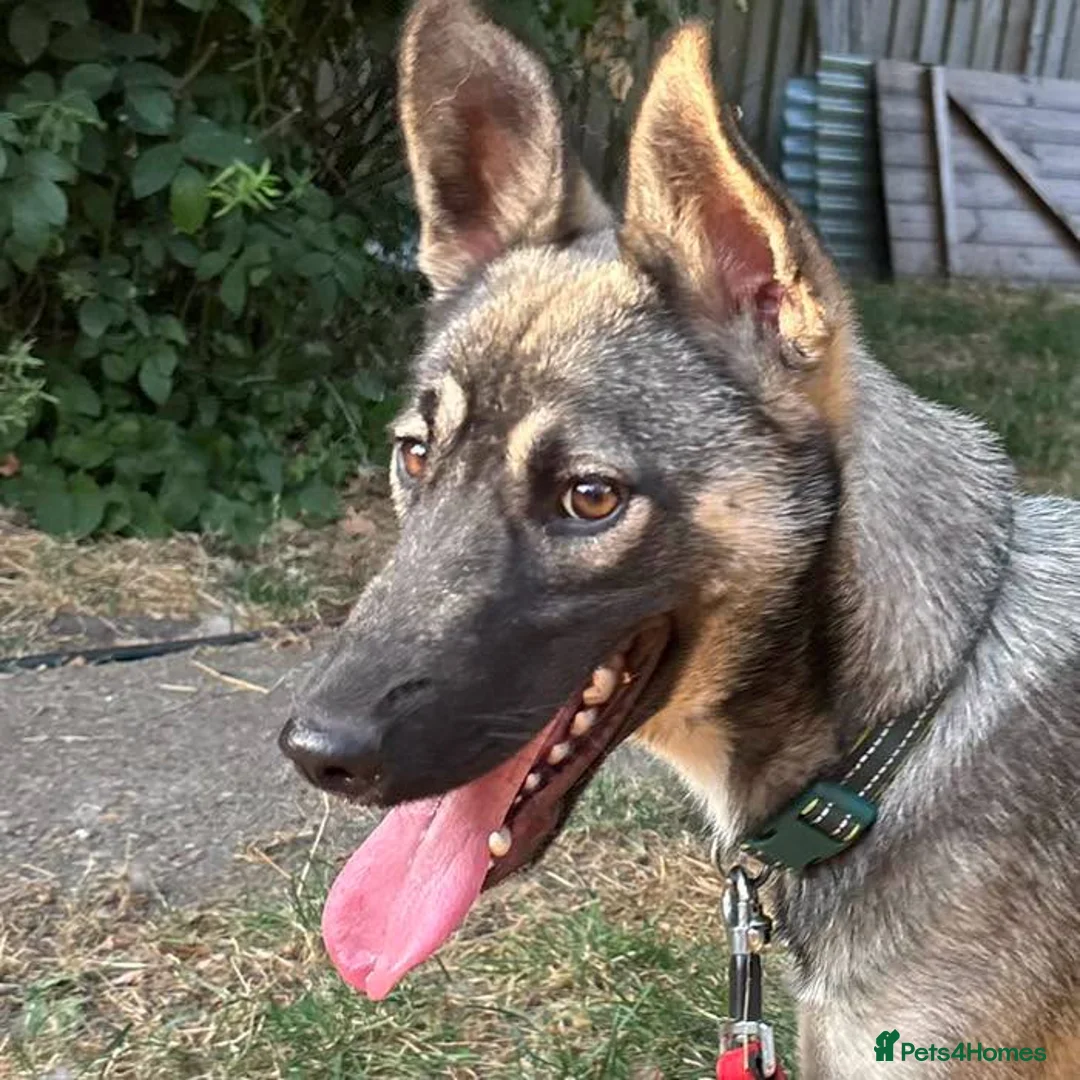 Mixed Breed dogs for adoption: Meet Skye☁️💕 in Bournemouth - Advert 1