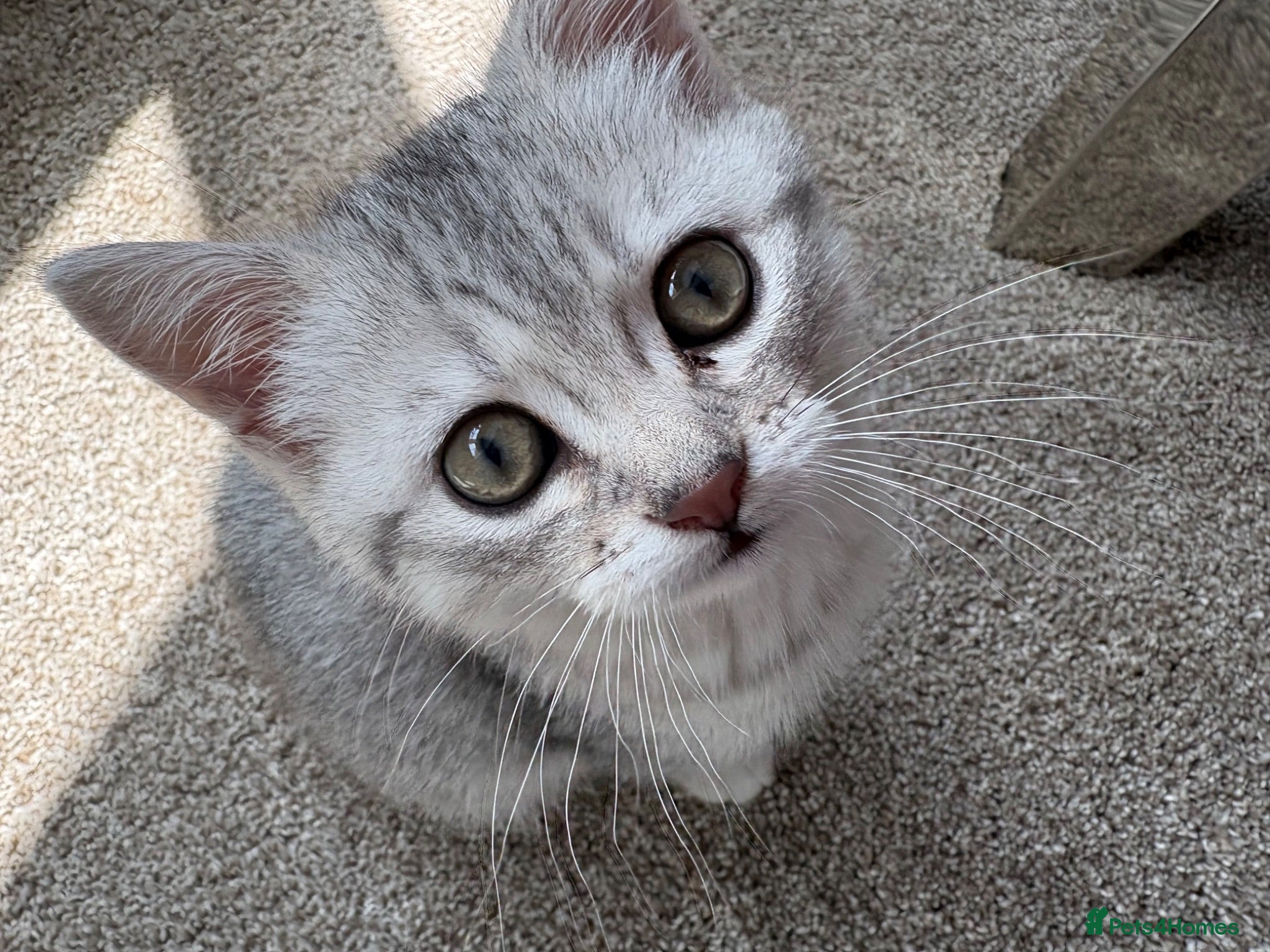 British Shorthair cats Male British short hair kitten - Advert 1