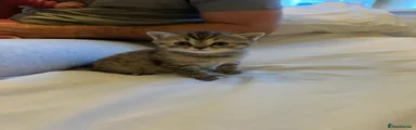 Scottish Straight Kitten 3