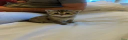 Scottish Fold cats for sale: Scottish fold / Straight kittens  in Nottingham - Advert 8