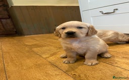 Golden Retriever dogs for sale: Beautiful litter of KC reg Golden Retriever pups  - Image 3