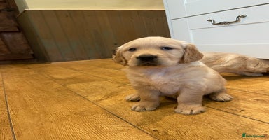 Golden Retriever dogs - Advert 9