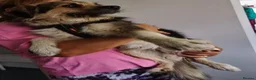 Mixed Breed dogs for adoption: BEN's Journey to Safety - Advert 8