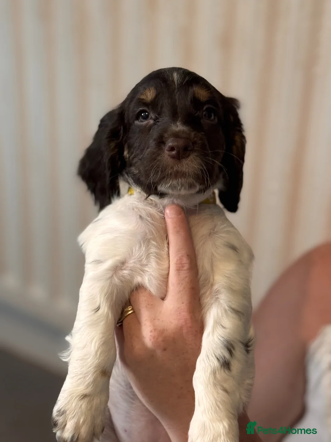 Cocker Spaniel dogs for sale: Cocker spaniel puppies  - Advert 2