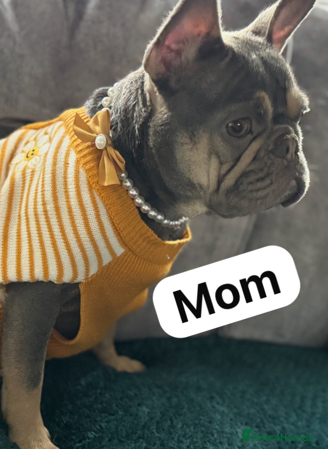French Bulldog dogs for sale: LILAC Frawn 1girl pup left(I own both mom and dad) - Image 10
