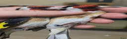 Finches birds for sale: Beautiful Exotic & Finches - Healthy & Friendly - Advert 2