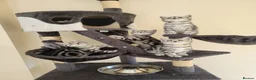 British Shorthair cats for sale: Silver Tabby Kittens, Rare GCCF Show quality. - Advert 9