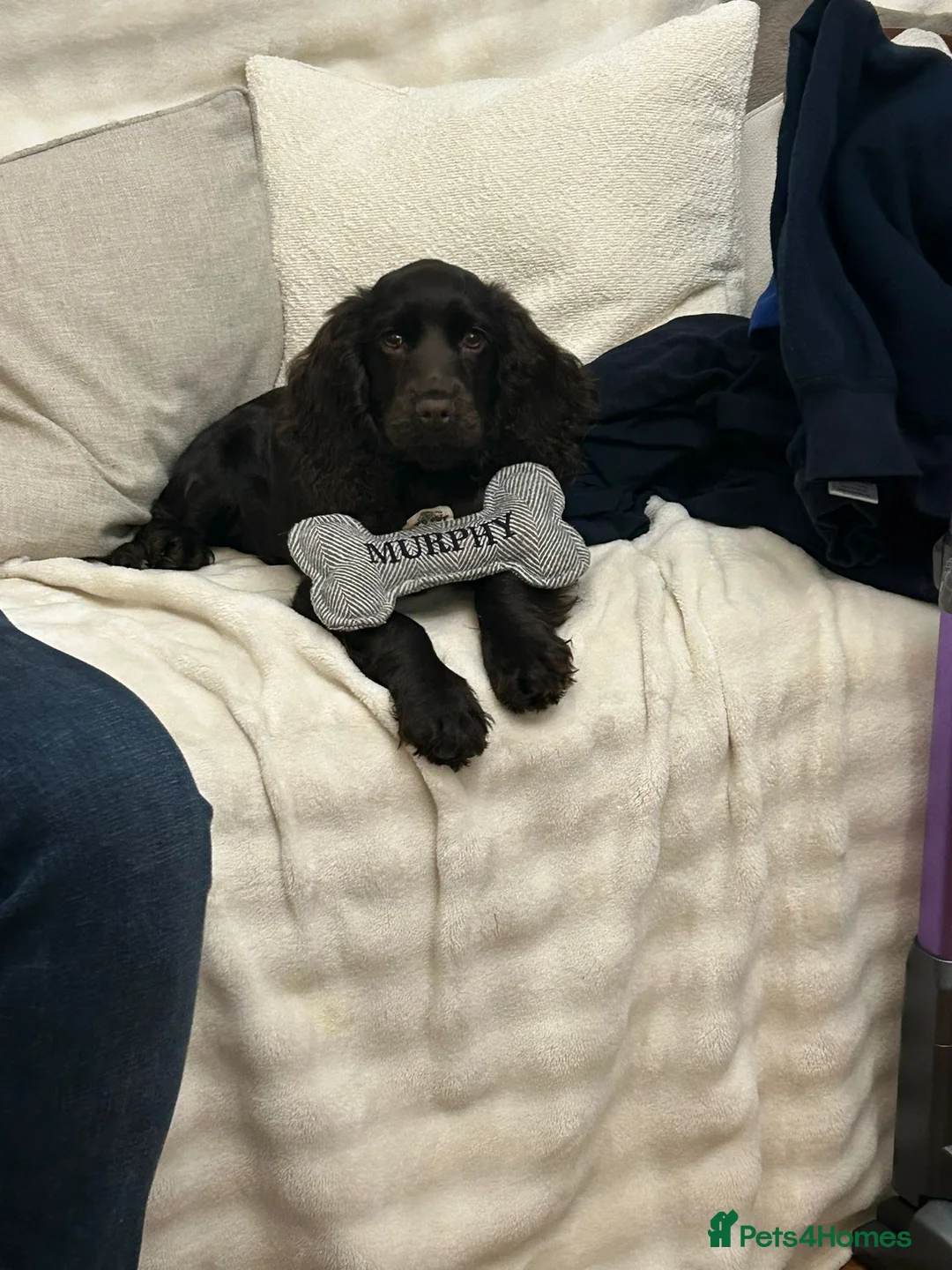 Cocker Spaniel dogs for sale: Mable  - Advert 2