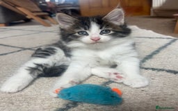 British Longhair cats for sale: Stunning friendly kittens - Image 7
