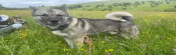 Akita dogs for sale: Akita Puppies  in Buxton - Advert 10