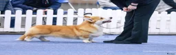 Welsh Corgi Pembroke dogs for sale: Champion Sired Corgi Pembroke puppies available  - Advert 26