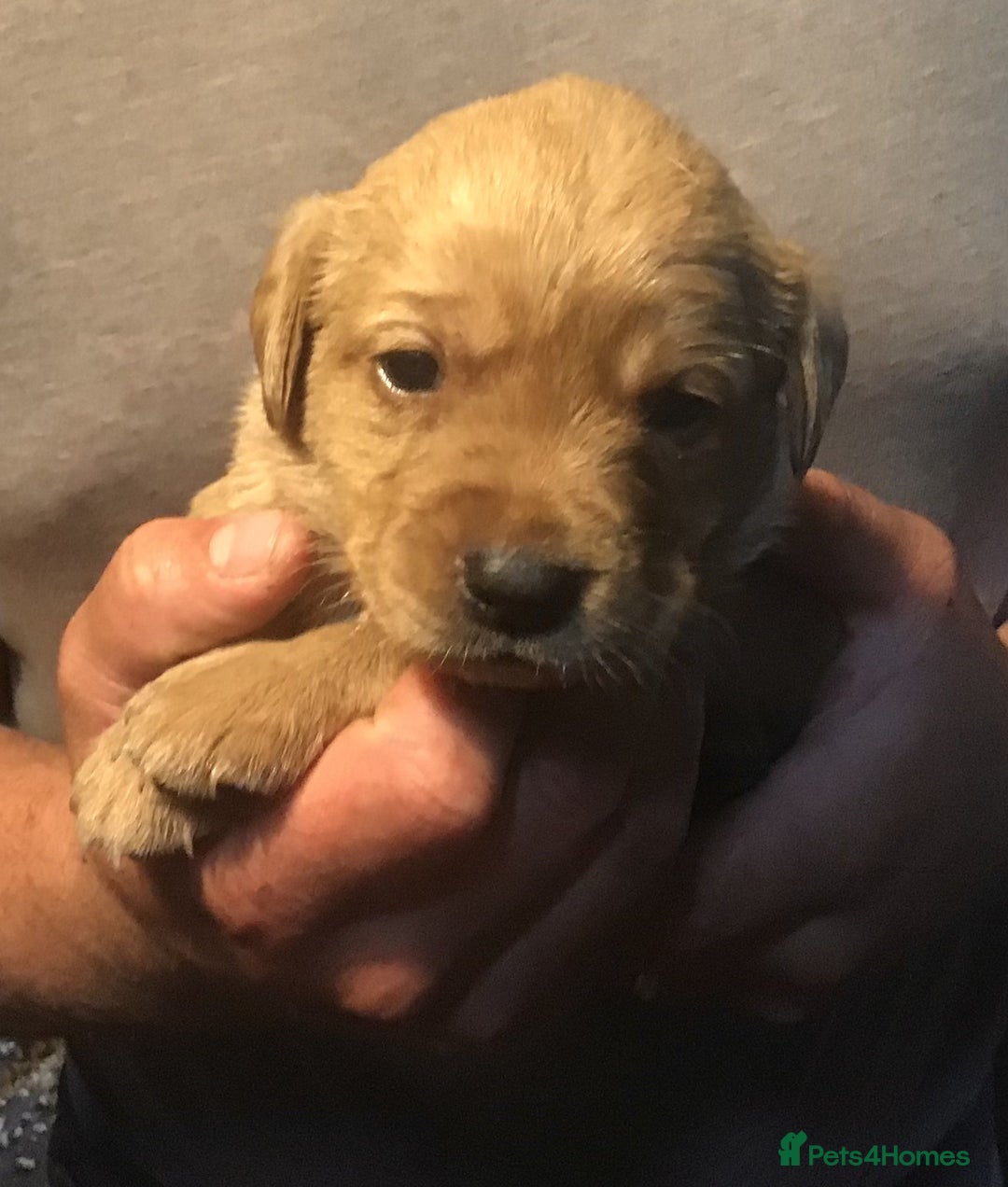 Labrador Retriever dogs for sale: Beautiful KC Reg Lab pups  - Image 13