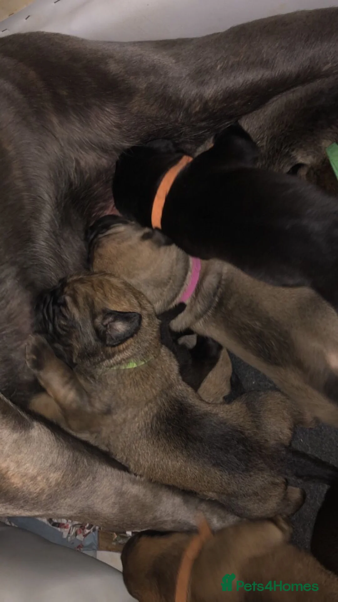 Cane Corso dogs for sale: Cane corso pups - Advert 2