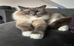 Ragdoll cats for sale: 2 yr old neutered blue mitted ragdoll - Image 10