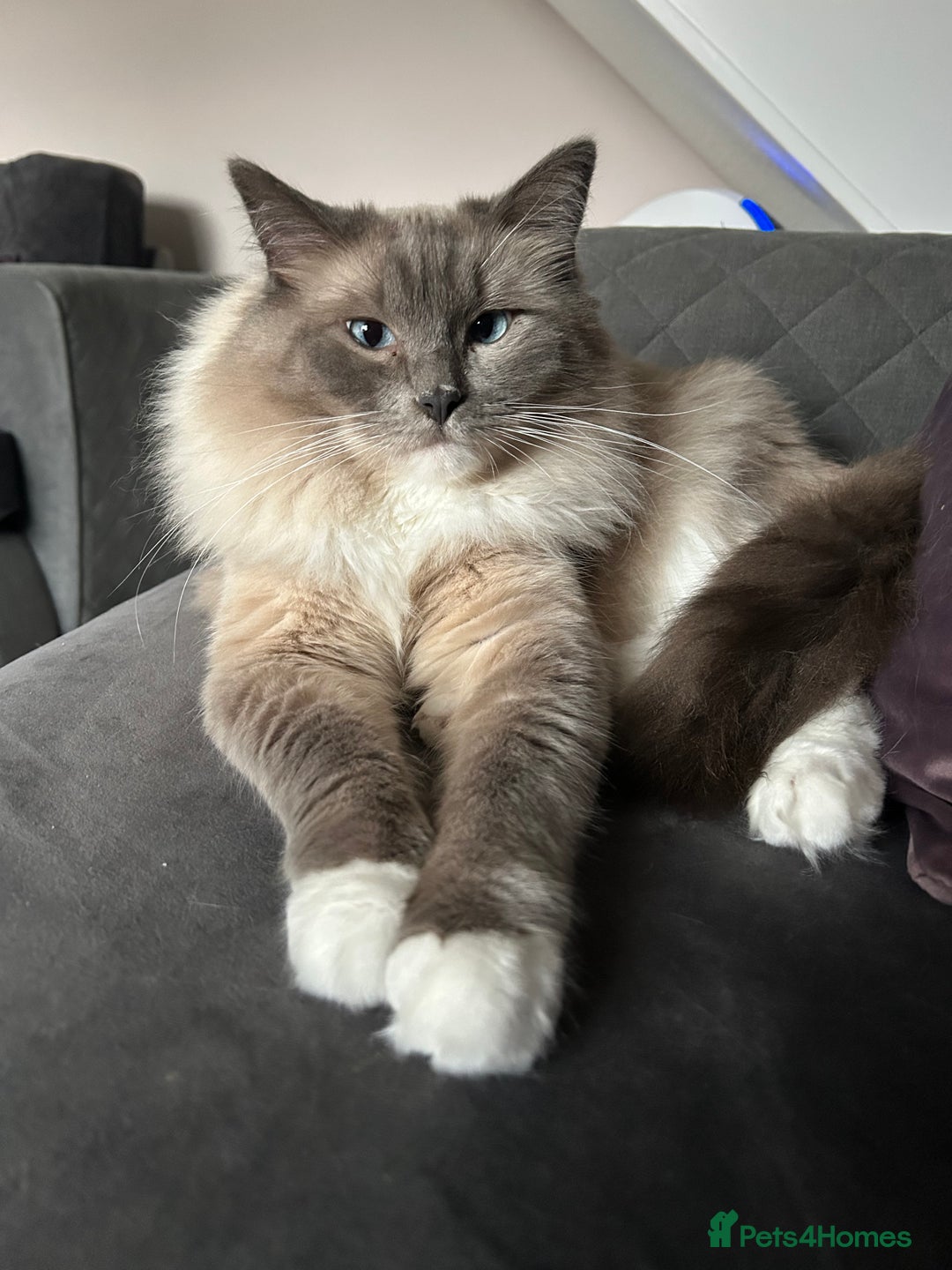 Ragdoll cats for sale: 2 yr old neutered blue mitted ragdoll - Image 10