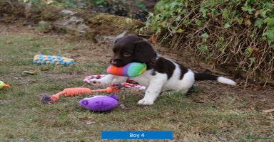 English Springer Spaniel dogs - Advert 8